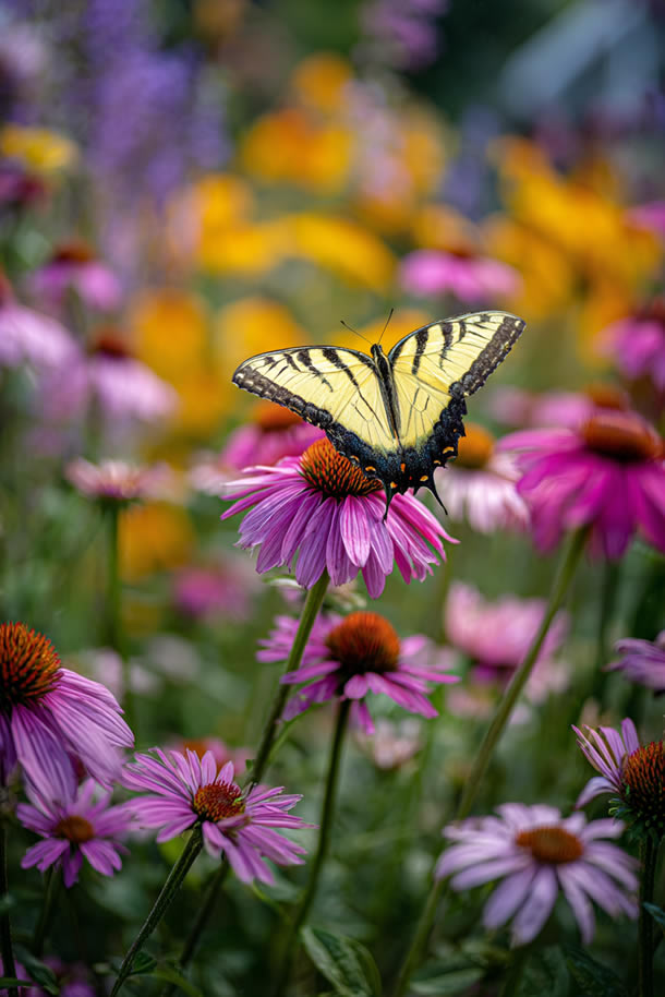 Butterfly Garden Section in Yard
